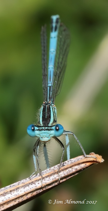White-legged Damselfly male